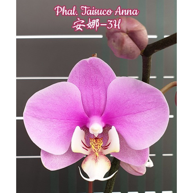 Үйдегі жалаңаш суреттер